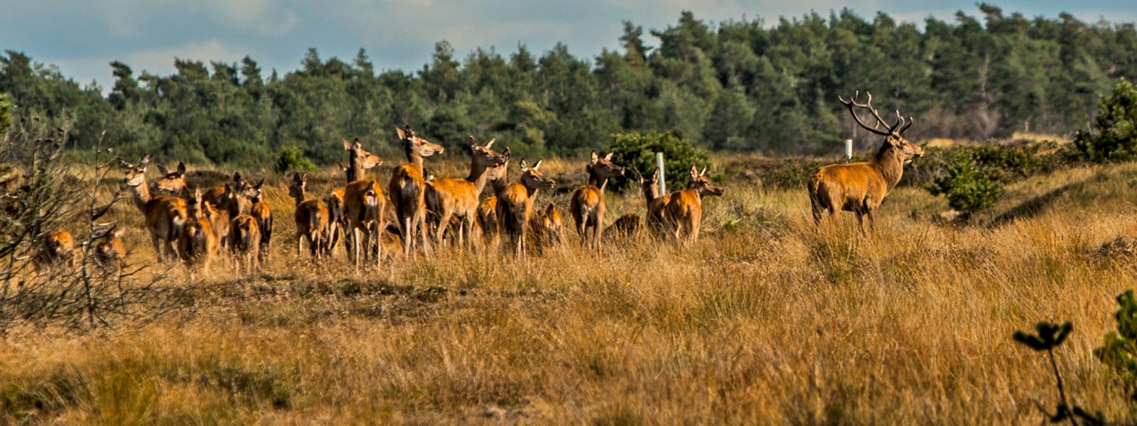 Naturparken-top-1600×600