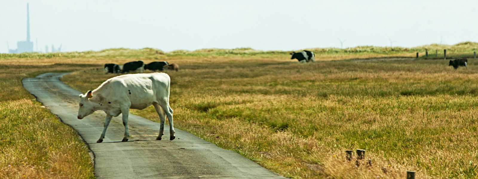 Skallingen-top-1600×600