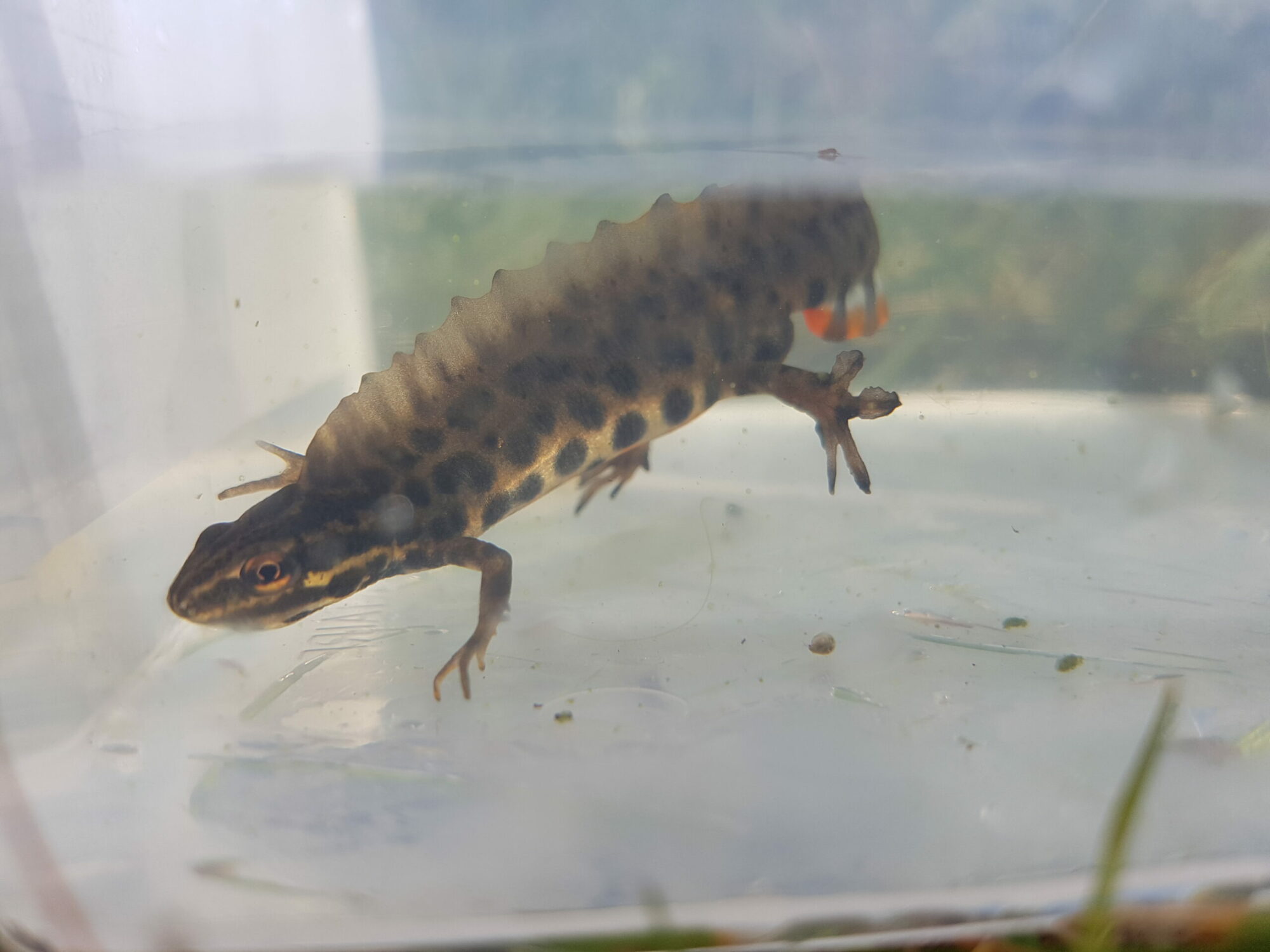 Ta-med-NaturNoerd-paa-dyrejagt-i-vandhullet-1-scaled